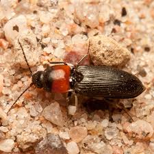 Attēlu rezultāti vaicājumam “Cardiophorus ruficollis”