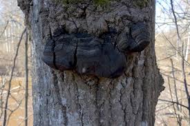 Attēlu rezultāti vaicājumam “Phellinus tremulae”