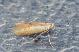 Attēlu rezultāti vaicājumam “Tischeriidae”