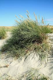 Attēlu rezultāti vaicājumam “Ammophila arenaria”