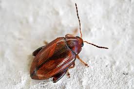 Attēlu rezultāti vaicājumam “Alticinae”