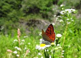 Attēlu rezultāti vaicājumam “Lycaena alciphron male”