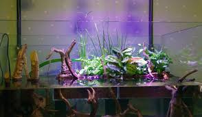 Attēlu rezultāti vaicājumam “Sphagnum riparium”