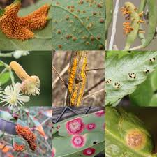 Attēlu rezultāti vaicājumam “Puccinia poarum”