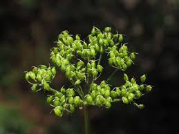 Attēlu rezultāti vaicājumam “Conioselinum tataricum”