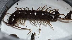 Attēlu rezultāti vaicājumam “Lithobius forficatus”