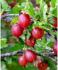 Attēlu rezultāti vaicājumam “Ribes uva-crispa”