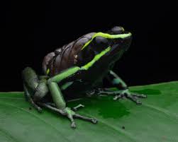 Attēlu rezultāti vaicājumam “Epirhoe tristata”