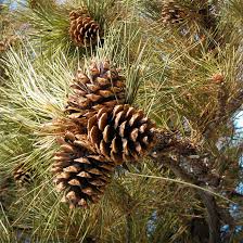 Attēlu rezultāti vaicājumam “Pinus ponderosa fruit”