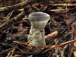 Attēlu rezultāti vaicājumam “Phellodon niger”