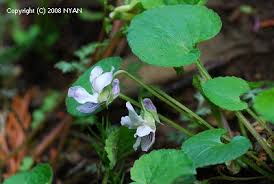 Attēlu rezultāti vaicājumam “Viola collina”