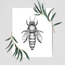 Attēlu rezultāti vaicājumam “Apis mellifera”