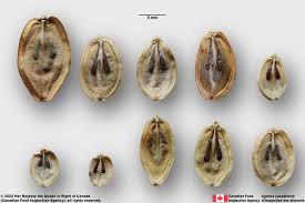 Attēlu rezultāti vaicājumam “Heracleum sosnowskyi fruit”