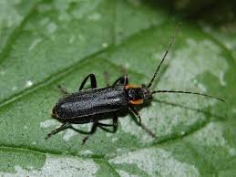 Attēlu rezultāti vaicājumam “Cantharis obscura”