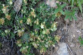 Attēlu rezultāti vaicājumam “Diderma montanum”