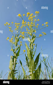 Attēlu rezultāti vaicājumam “Bunias orientalis flower”