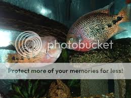 Attēlu rezultāti vaicājumam “Xysticus bifasciatus female”