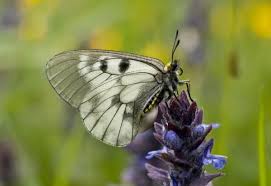 Attēlu rezultāti vaicājumam “Parnassius mnemosyne underside”