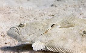 Image result for Paralichthys albigutta