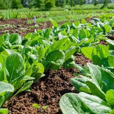 Image result for Spinat