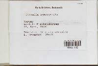 Attēlu rezultāti vaicājumam “Hyphodiscus hymeniophilus”