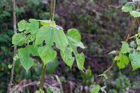 Attēlu rezultāti vaicājumam “Ampelopsis glandulosa var. brevipedunculata”