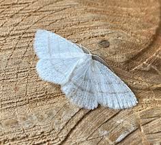 Attēlu rezultāti vaicājumam “Cabera pusaria male”