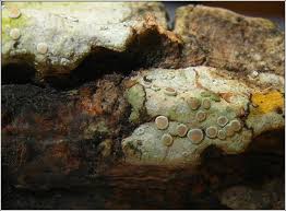 Attēlu rezultāti vaicājumam “Lecanora albella”