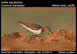 Attēlu rezultāti vaicājumam “Actitis hypoleucos adult”