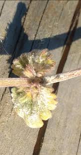 Attēlu rezultāti vaicājumam “Erysiphe galeopsidis”