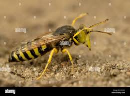 Attēlu rezultāti vaicājumam “Bembix rostrata”