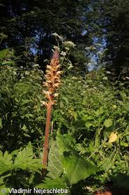 Attēlu rezultāti vaicājumam “Orobanche reticulata”
