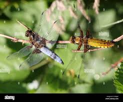 Attēlu rezultāti vaicājumam “Libellula depressa female”