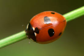 Attēlu rezultāti vaicājumam “Coccinella quinquepunctata”