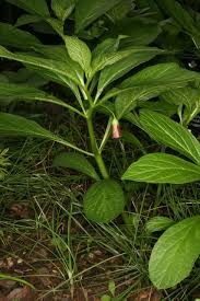 Attēlu rezultāti vaicājumam “Scopolia carniolica”