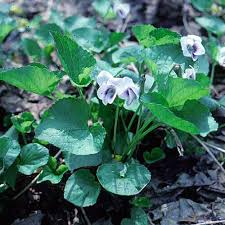 Attēlu rezultāti vaicājumam “Viola odorata flower”