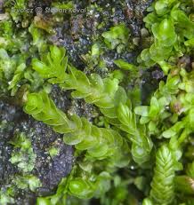 Attēlu rezultāti vaicājumam “Nardia scalaris”