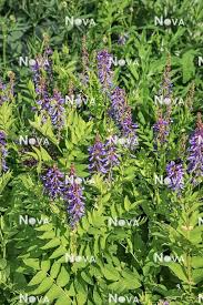 Attēlu rezultāti vaicājumam “Galega orientalis flower”