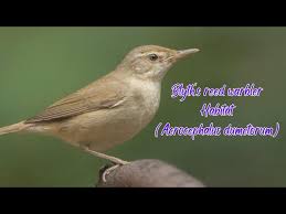 Attēlu rezultāti vaicājumam “Acrocephalus dumetorum”