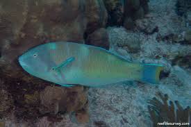 Image result for Halichoeres radiatus