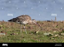 Attēlu rezultāti vaicājumam “Numenius arquata adult”