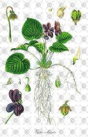 Attēlu rezultāti vaicājumam “Viola canina fruit”