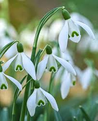 Attēlu rezultāti vaicājumam “Galanthus nivalis leaf”