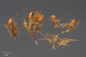 Attēlu rezultāti vaicājumam “Pleuridium subulatum”