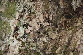 Attēlu rezultāti vaicājumam “Cystostereum murrayi”