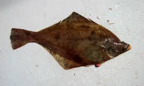 Image result for Parophrys vetulus