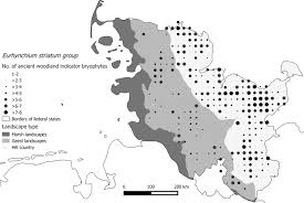 Attēlu rezultāti vaicājumam “Pseudobryum cinclidioides cells”