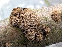 Attēlu rezultāti vaicājumam “Merismodes anomala”