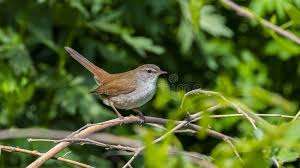 Image result for Cettia cetti