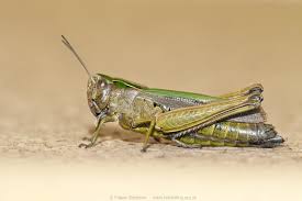 Attēlu rezultāti vaicājumam “Omocestus viridulus”